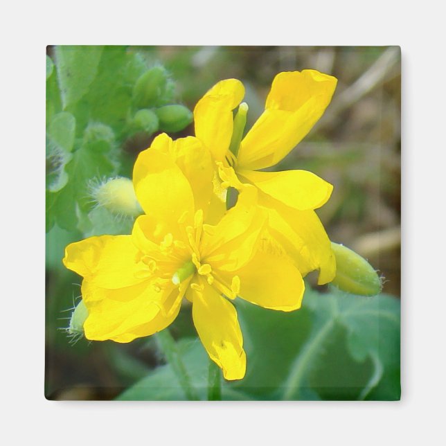 F44 Gelbe Wildblumen WildSenf Magnet (Vorne)
