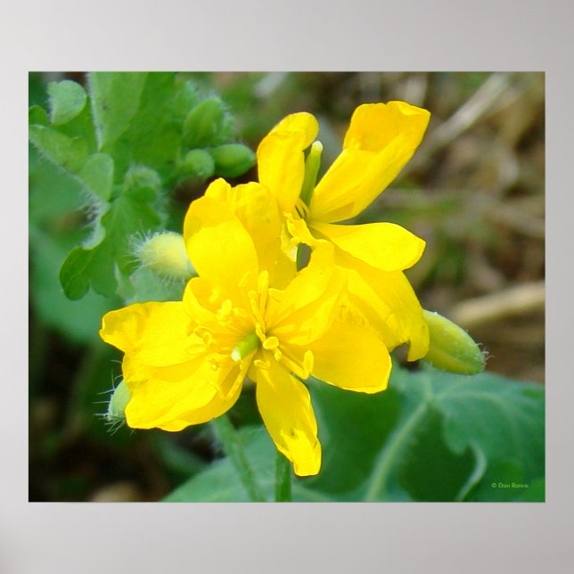 F44 Gelbe Wildblumen WildSenf Poster (Vorne)