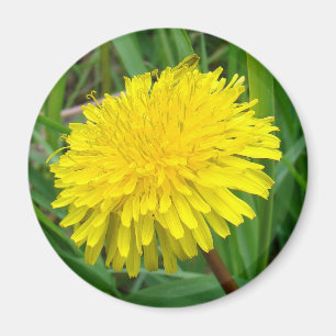 F45 Dandelion "Taraxacum officinale" Magnet