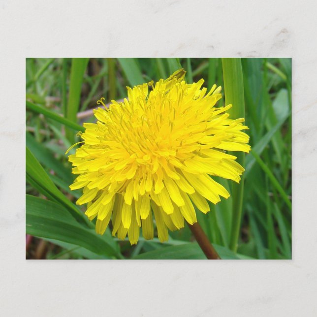 F45 Dandelion "Taraxacum officinale" Postkarte (Vorderseite)