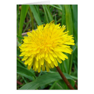 F45 Löwenzahn "Taraxacum officinale"
