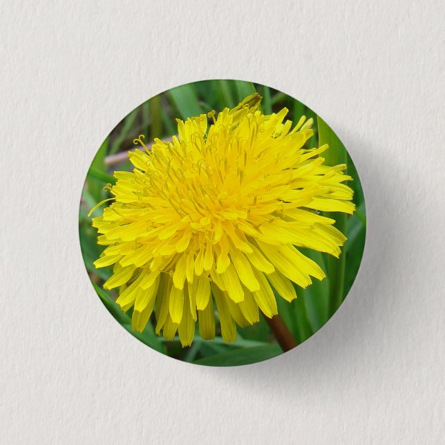 F45 Löwenzahn "Taraxacum officinale " Button (Vorderseite)