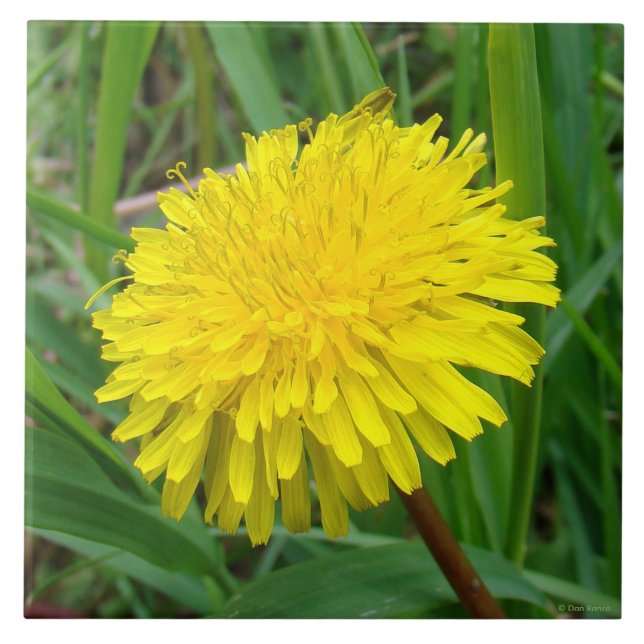 F45 Lüster "Taraxacum officinale" Fliese (Vorderseite)