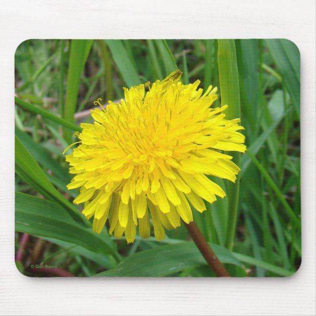 F45 Lüster "Taraxacum Officinale" Mousepad (Vorne)