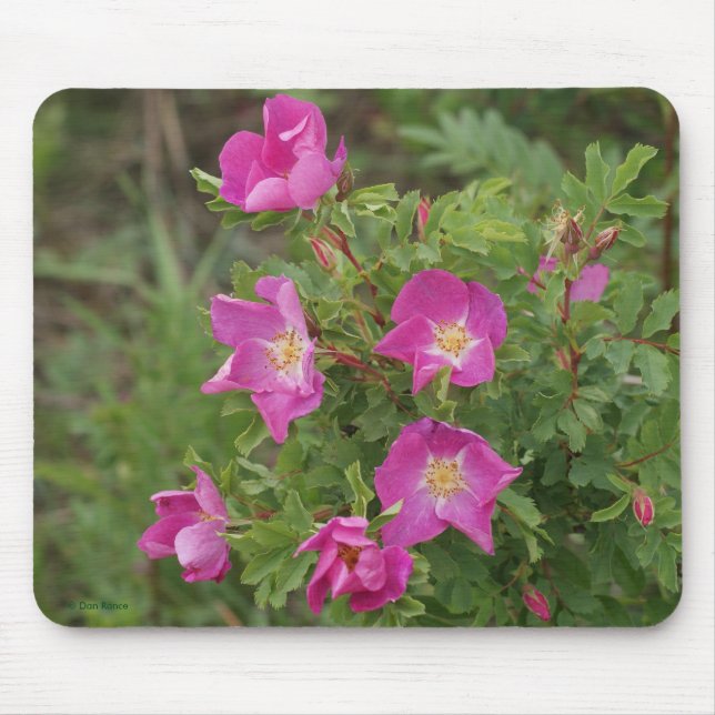 F46 Wilde Rose Mousepad (Vorne)