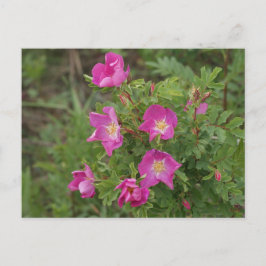 F46 Wilde Rose Postkarte