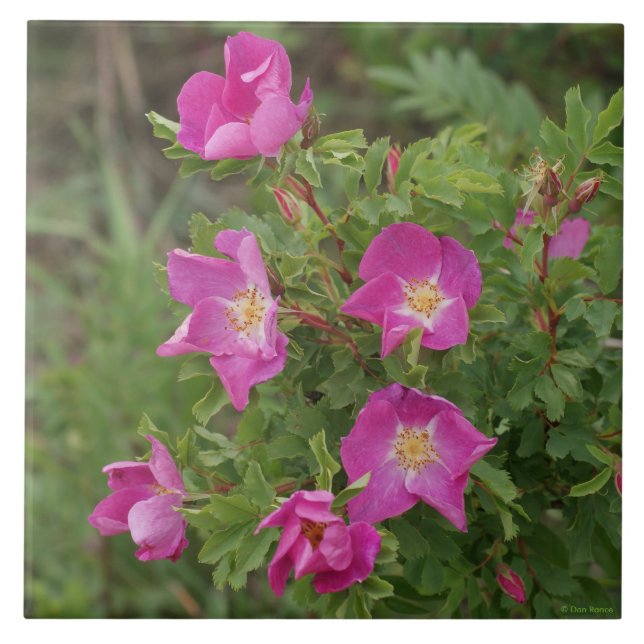 F46 Wilde Rosen Fliese (Vorderseite)