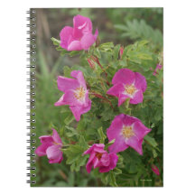 F46 Wilde Rosen