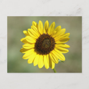 F47 Gelbe Wildblume Gewöhnliche Einjährige Sonnenb Postkarte