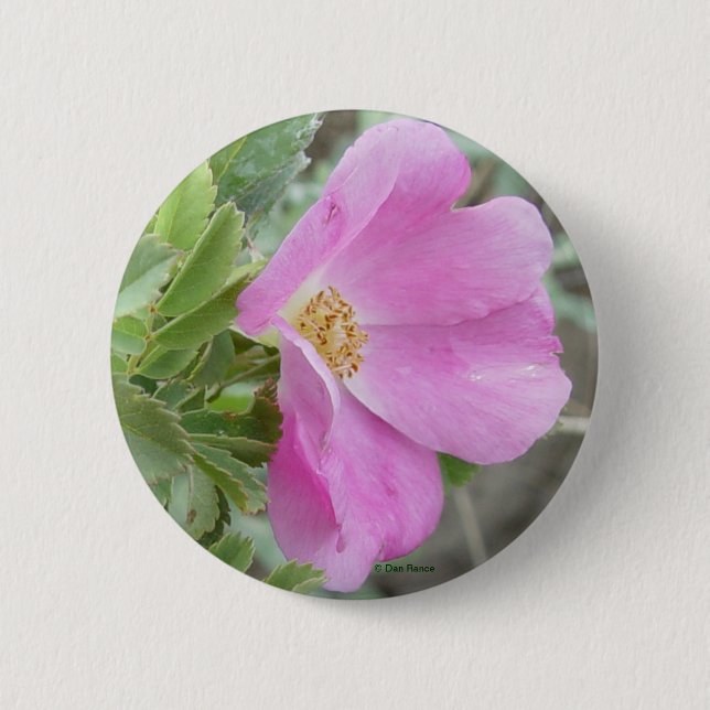F4 Alberta Wild Rose Button (Vorderseite)