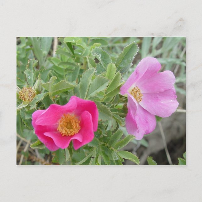F4 Alberta Wilde Rosen Postkarte (Vorderseite)