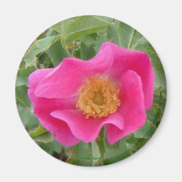 F4 Wilde Rose Magnet