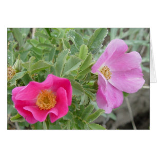 F4 Wilde Rosen