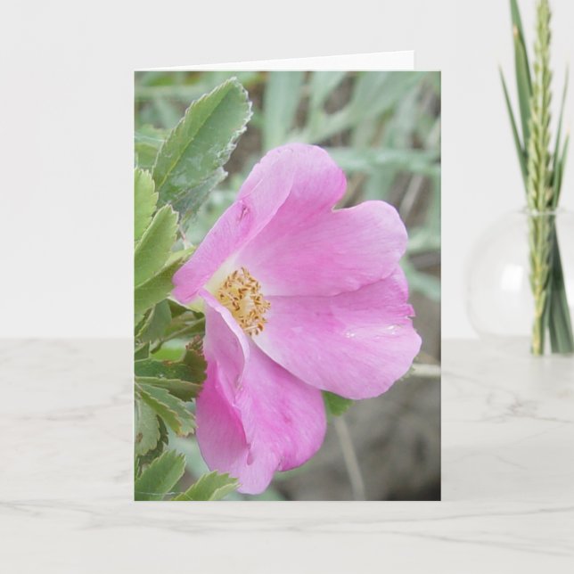 F4b Wild Rose Karte (Vorderseite)