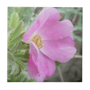 F4b Wilde Rose Fliese