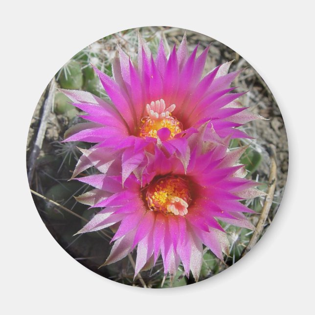 F5 Ball Cactus Blume "Escobaria vivipara" Magnet (Vorne)