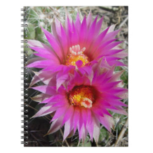 F5 Ball Cactus Blume "Escobaria vivipara" Notizblock