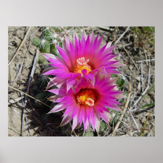 F5 Ball Cactus Blume Escobaria vivipara Poster (Vorne)