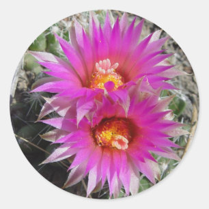 F5 Kugelkaktusblüten "Escobaria vivipara" Runder Aufkleber