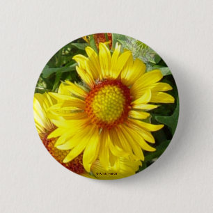 F6 Gelbe Wildblume Gaillardia Button