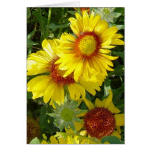 F6 Gelbe Wildblumen Gaillardia