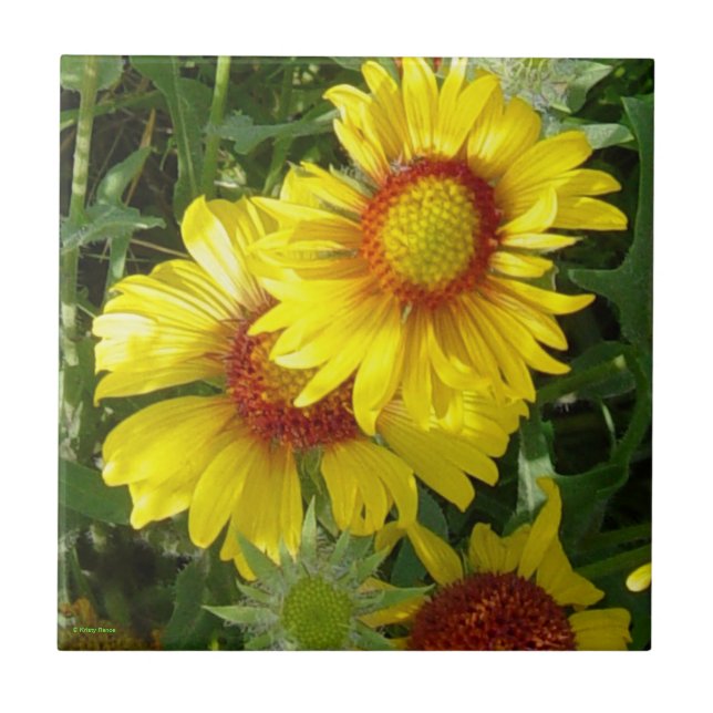 F6 Gelbe Wildblumen Gaillardia Fliese (Vorderseite)