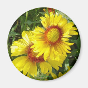 F6 Gelbe Wildblumen Gaillardia Magnet