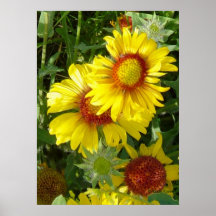F6 Gelbe Wildblumen Gaillardia