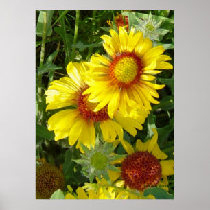 F6 Gelbe Wildblumen Gaillardia Poster