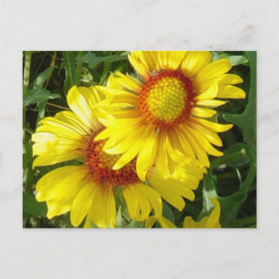 F6 Gelbe Wildblumen Gaillardia Postkarte