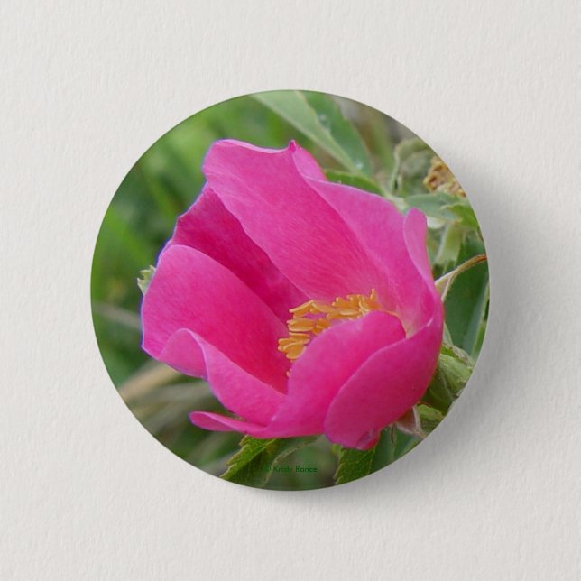 F7 Alberta wilde Rose Button (Vorderseite)
