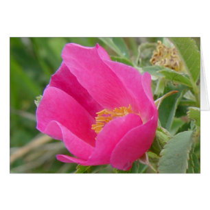 F7 Wilde Rose