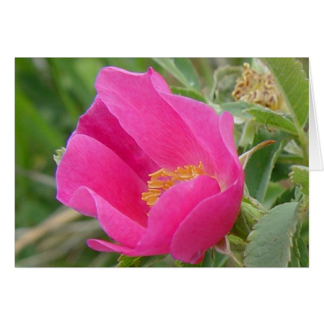 F7 Wilde Rose (Vorderseite (Horizontal))