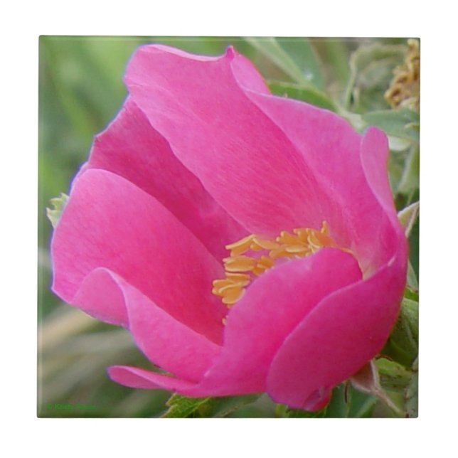 F7 Wilde Rose Fliese (Vorderseite)