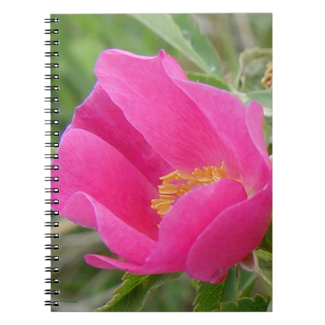 F7 Wilde Rose Hellrosa Blossum Notizblock (Vorderseite)