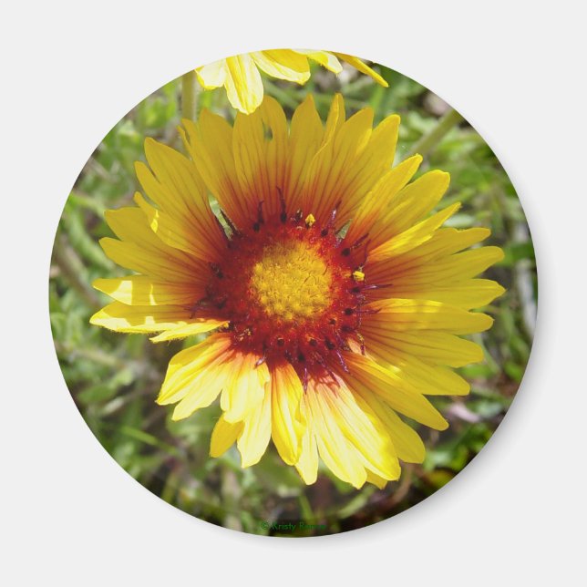 F8 Gelbe Wildblume Gaillardia Magnet (Vorne)