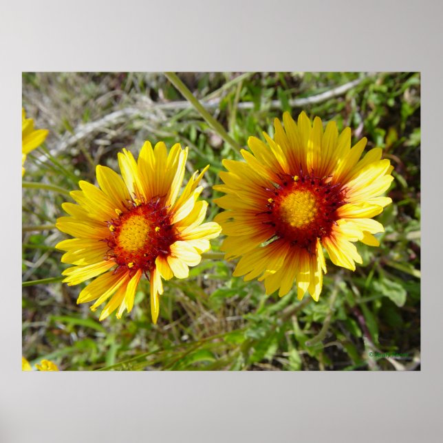 F8 Gelbe Wildblume Gaillardia Poster (Vorne)