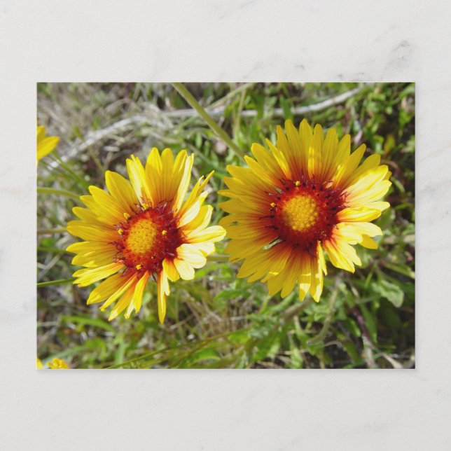 F8 Gelbe Wildblume Gaillardia Postkarte (Vorderseite)