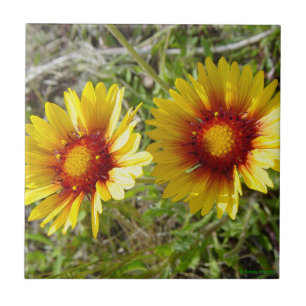 F8 Gelbe Wildblumen Gaillardia Fliese