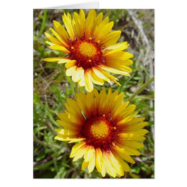 F8t Gelbe Wildblumen Gaillardia (Vorne)