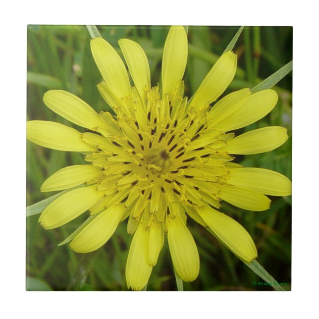 F9 Gelbe Wildblume Ziegen Fliese (Vorderseite)