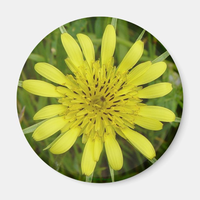 F9 Gelbe Wildblume Ziegenbart Tragopogon dubius Magnet (Vorne)