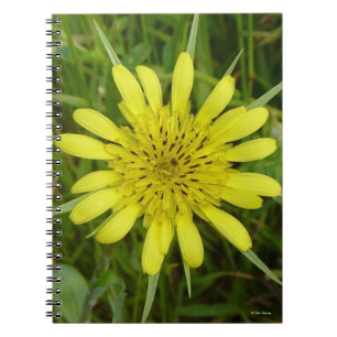 F9 Gelbe Wilde Ziegenbart Tragopogon dubius Notizblock