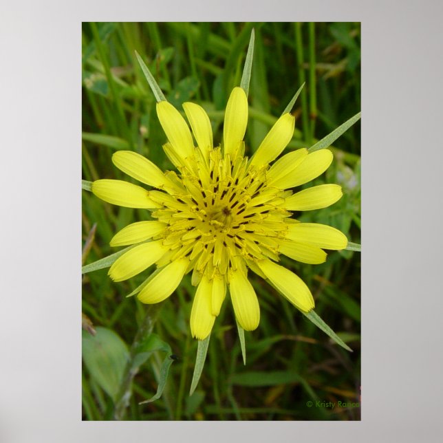 F9 Gelber Ziegenbart der Wildblume Poster (Vorne)