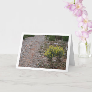 Fabale Pflanze, Anthyllis Cytisoides Karte