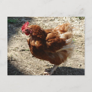 Fabrikhengst Postkarte