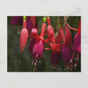 Fabulous Fuscia Postkarte