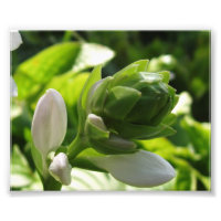 Fabulous Hosta