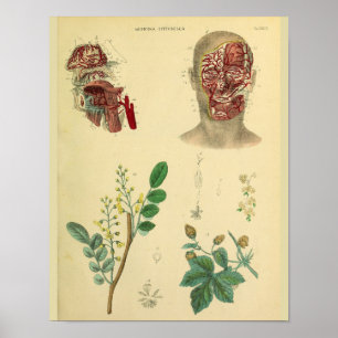 Face Arteries Medicinal Plants Anatomy Art Print Poster