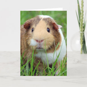 Face of a Guinea Pig Photo Karte